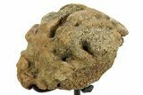 Fossil Triceratops Femur Section w/ Metal Stand - South Dakota #378519-2